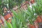 Wharparillaplant-nursery-10.jpg; ?>