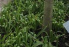 Wharparillaplant-nursery-23.jpg; ?>