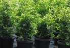 Wharparillaplant-nursery-24.jpg; ?>